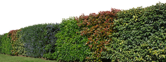 Haie de végétaux variés	