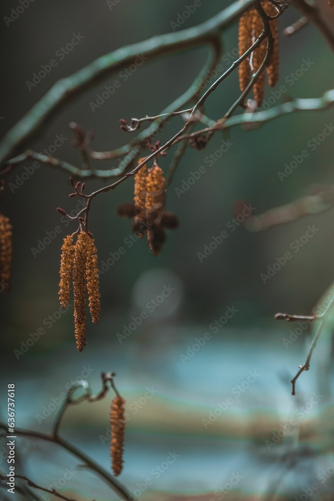 Poster large tree branch with dangling catkins is in front of a tranquil pond