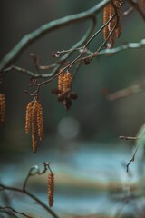Large tree branch with dangling catkins is in front of a tranquil pond
