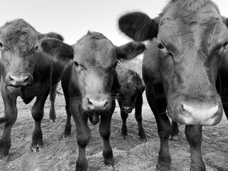 Funny cows closeup, young calves looking at the viewer closeup