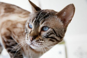 Naklejka premium Portrait of a beautiful Bengal cat with blue eyes in a basket with a blurry background