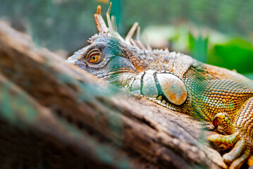 Costa Rican Iguana