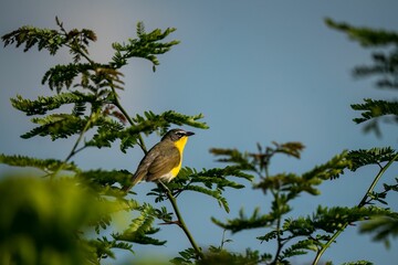 Selective focus shot of a yellow-breasted chat bird perched on a branch