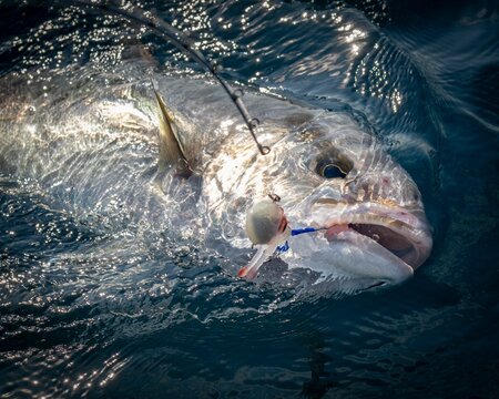 Greater amberjack fish swimming in a clear body of water