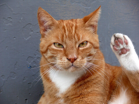 Katzenportr&auml;t