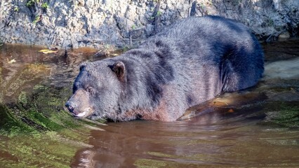 Black Baribal bear in the tranquil ripples of a pond