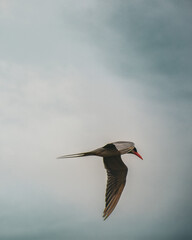 seagull in flight