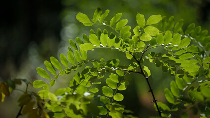 folhas verdes natureza floresta