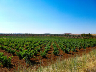 Fototapeta na wymiar Spanish grape vineyard in castilla