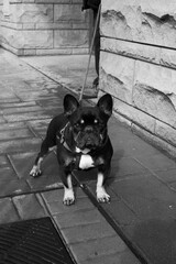 Grayscale shot of a french bulldog on a leash on a street corner.