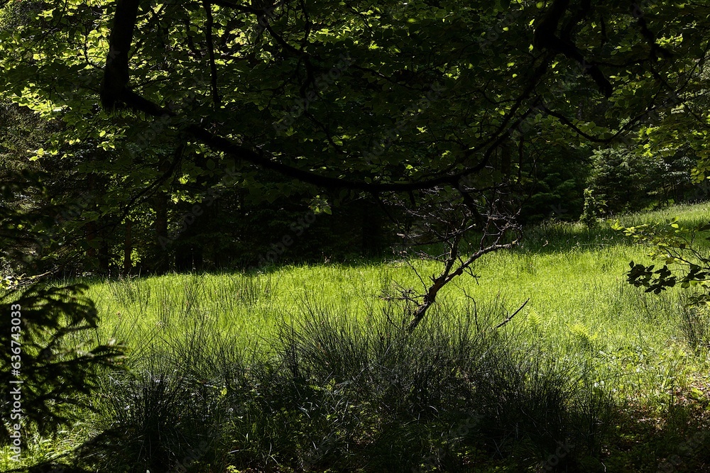 Poster scenic view of a grassy area surrounded by lush green trees in a tranquil setting.