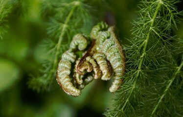 Closeup of a fern plant with unripe leaves gently swaying in the breeze
