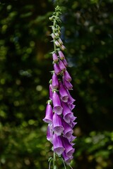 Close-up of purple foxglove flowers growing near a cluster of trees in the background