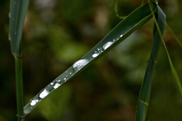 Close-up of several water droplets on the lush green foliage of a plant