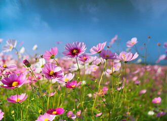 Beautiful Cosmos flower fields