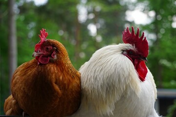 Rooster and chicken on a farm with green trees in the background