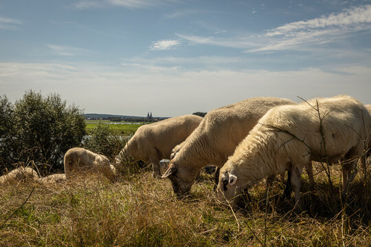 Deichschafe bei Bislich gegen&uuml;ber von Xanten am Rhein mit dem Xantener Dom im Hintergrund