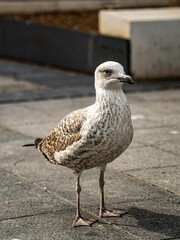 Vertical closeup of a beautiful seagull standing on the ground on the streets