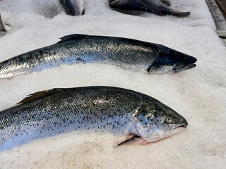 salmons in the supermarket store