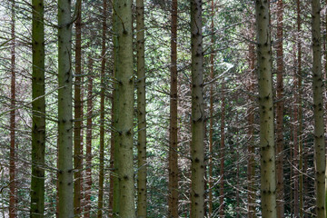 A dense stand of fir trees