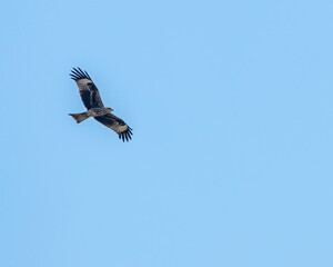 A Black Kite