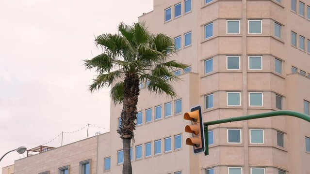 palm tree and the leaves with the traffic light