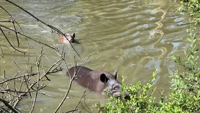 tapir family in Zoo at pond