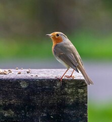 Closeup shot of a small robin with orange face and grey feathers sitting in a park