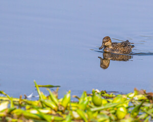A female green winged teal