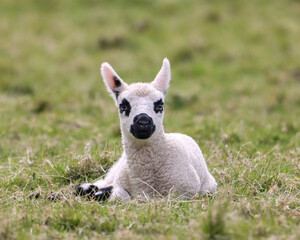 Naklejka na ściany i meble Closeup of a cute black spotted lamb lying on the green grass