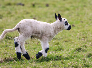 Closeup of a cute black spotted lamb running through the green field