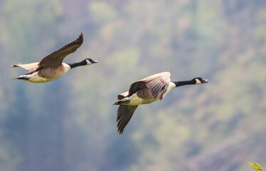 Closeup of two geese in flight in daylight