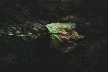 Closeup shot of a drying dead green brown leaf on a forest floor