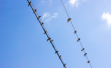 Swallows sit on wires against the sky. A flock of swallows on electric wires.Emigration of birds.