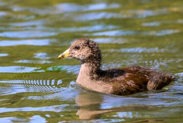 Closeup shot of a young moorhen on a pond