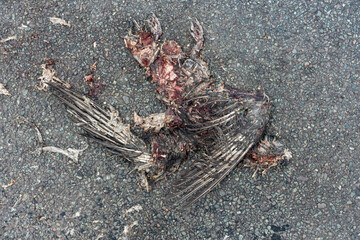 The remains of a dead bird, unfortunately killed on a road by a car.