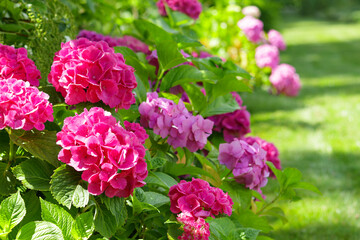 Pink hydrangea flowers, Hydrangea macrophylla in the garden. Blurred background.