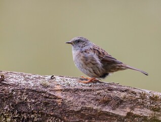 Closeup shot of the small Dunnock on the tree