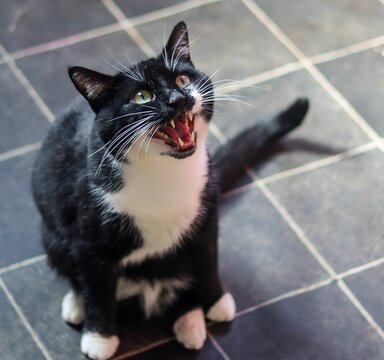Closeup of a black and white, bicolor cat crying for food in a kitchen