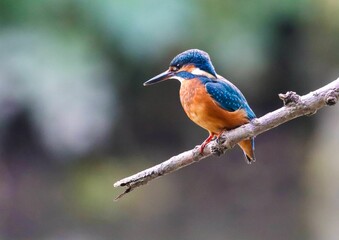 Fototapeta premium Closeup shot of a Kingfisher bird holding on to a tree branch in a blurry background