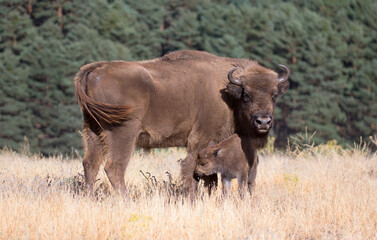 European bison or wisent in its natural habitat