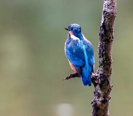 Closeup shot of a Kingfisher bird holding on to a tree branch in a blurry background