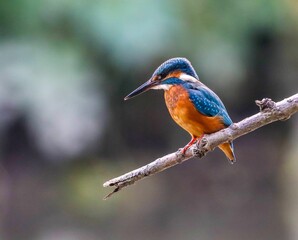 Closeup shot of a Kingfisher bird holding on to a tree branch in a blurry background