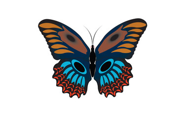 Vector illustration of a beautiful butterfly on a white background