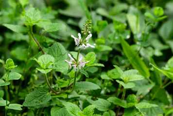 Veronica officinalis
