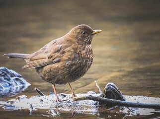 Closeup of a blackbird perched on a tree branch in a river