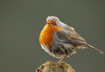 Closeup of a Robin perched on a wood on the Cynon Trail, Mountain Ash