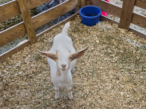 Baby Goat at state fair in Virginia. 