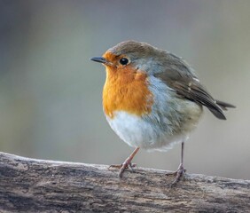 Close up of a robin perched on a tree branch