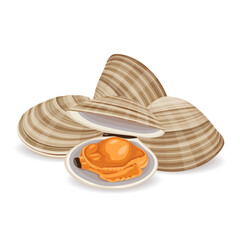 asari clams vector illustration isolated on white background.